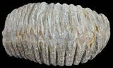 Cretaceous Fossil Oyster (Rastellum) - Madagascar #54486-1